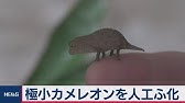 世界最小の魚ドワーフフェアリー ミノー 冬の企画展 小さな生き物展 より なかがわ水遊園15年1月11日 002 Youtube