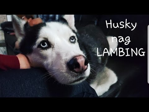 husky in tagalog