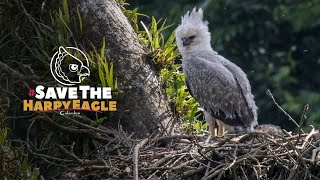Sports Performance Conservation History - Harpy Eagle in Colombia - English Version