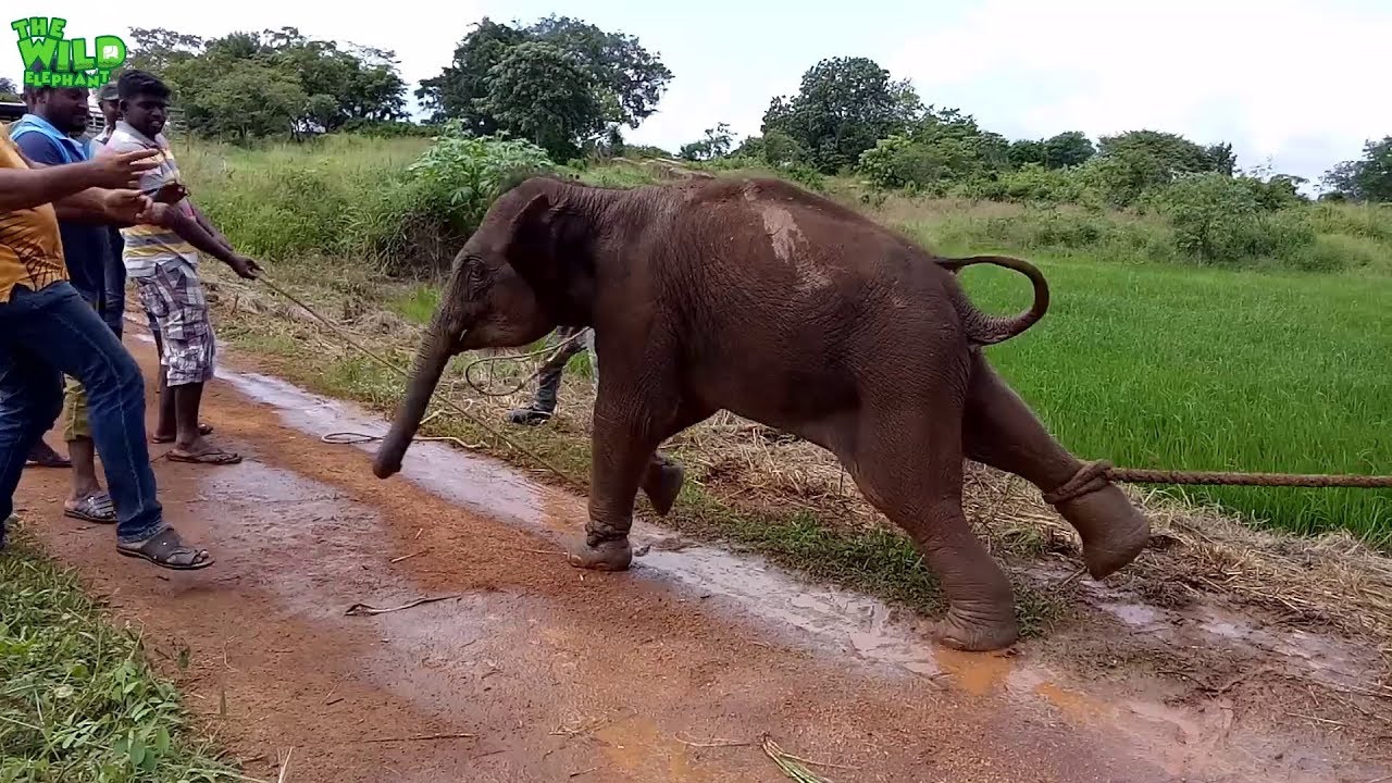 sri lanka elephants national park An angry baby elephant fights back when officers try to take it to a safe area