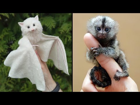 Video: Susipažinkite su draugiškiausiais egzotiniais gyvūnais, kuriuos galite turėti