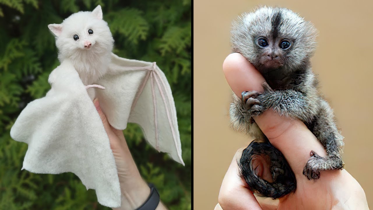 25 Cutest Exotic Animals You Can Own As Pets – HousePetsCare.com