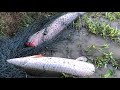 Incredible Girl Hunting 145KG River Monsters Giant Fish