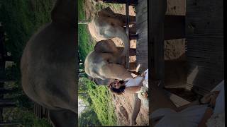 Elephants wake-up call #elephant #elephantlove #elephantsanctuary