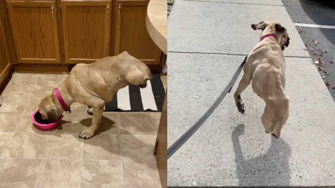 كلب يركض على قدمين كعداء "لا ينقصه سوى حذاء" - Sputnik Arabic