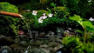 🌿 Pancuran Air yang Menenangkan | Suara Alam untuk Relaksasi, Meditasi & Tidur Nyenyak