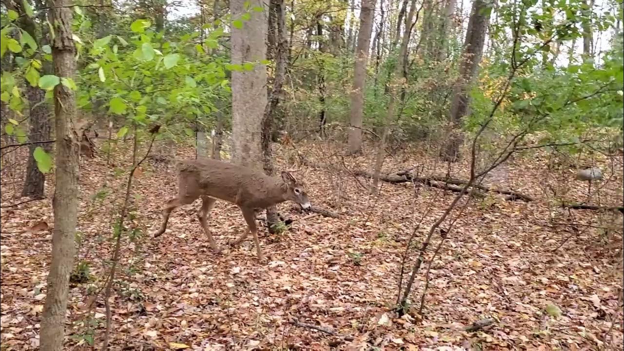 Buck Making Rut Sounds YouTube buck-making-rut-sounds-youtube