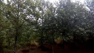 Arboles castaños Galicia España