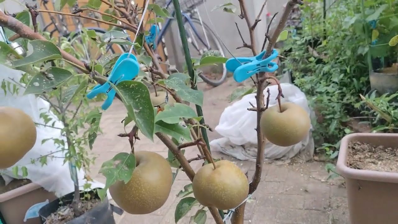 梨の木 鉢植え替え 土の量を増やす 2025-08-14