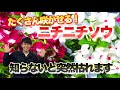 【夏の定番花！】意外と知らないニチニチソウの注意点教えます【日々草】【育て方】【花数の増やし方】【園芸】【ガーデニング】