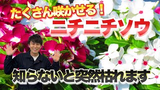 【夏の定番花！】意外と知らないニチニチソウの注意点教えます【日々草】【育て方】【花数の増やし方】【園芸】【ガーデニング】