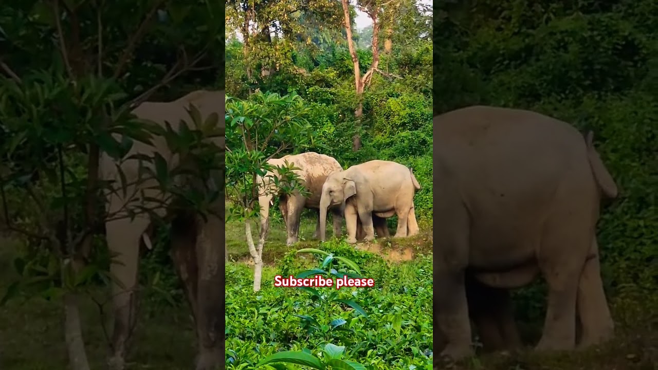 Wild elephant drinking water in forest