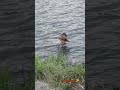 уточка✨ #утка #уточка #реки #рек #лето #хочулето