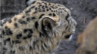 Acorn Knowledge  Amur Leopard