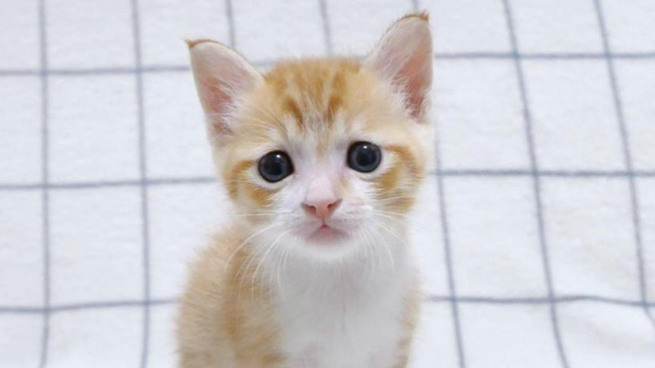 kittenページ The kitten, having performed a spectacular jump, wore a proud