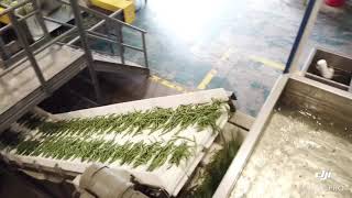 Green bean packing