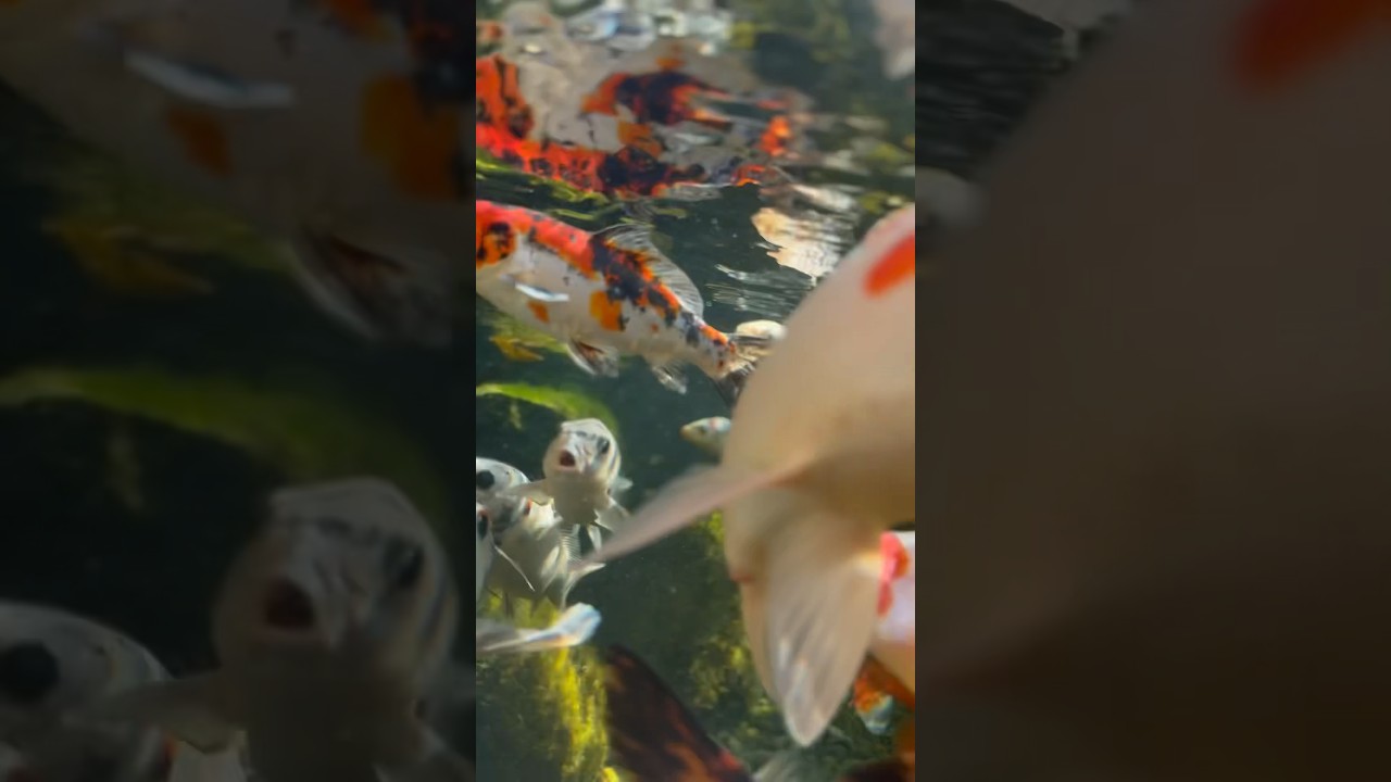 Come underwater to see the Koi in an Arizona ecosystem Pond!