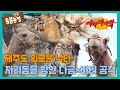 제주도의 외로운 낙타 자리돔, 자리돔을 향한 다금×바리 공격! I TV동물농장 (Animal Farm) | SBS Story