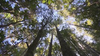 Costa, bipartisan members introduce 'Save our Sequoias Act'