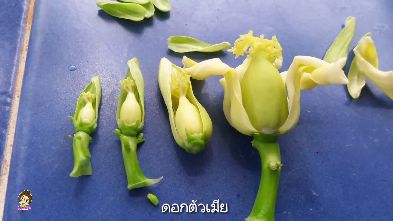 ดอกมะละกอ ตัวผู้ ตัวเมีย กระเทย