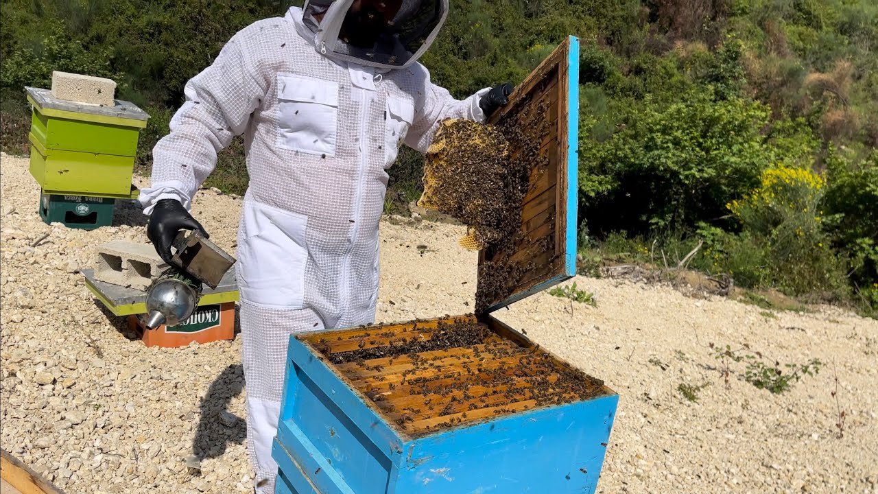 Mjati po fillon .The honey begins.👌👌👌24.05.2023🍯🍯🍯