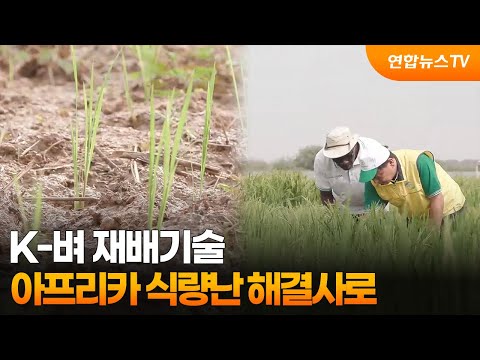 K-벼 재배기술…아프리카 식량난 해결사로 / 연합뉴스TV (YonhapnewsTV)