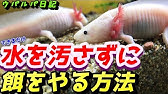 ウーパールーパーは一生子供 餌を食べない吐き出す時の餌のやり方 幼形成熟ネオテニーについて ウパルパ日記02 Youtube
