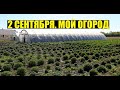 Перец, Клубника, Хризантема - обзор огорода!