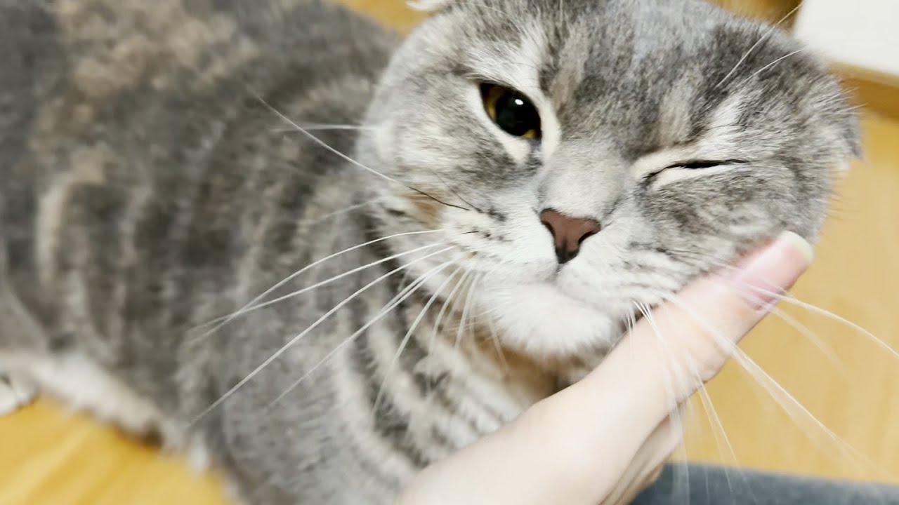 １ヶ月ぶりに猫と再会したら大変なことになりましたu2026