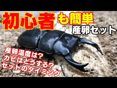 オオクワガタの産卵セット 初心者の疑問答えます Youtube