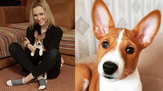 Basenji Puppy Compilation | Funniest & Cutest Basenji Videos