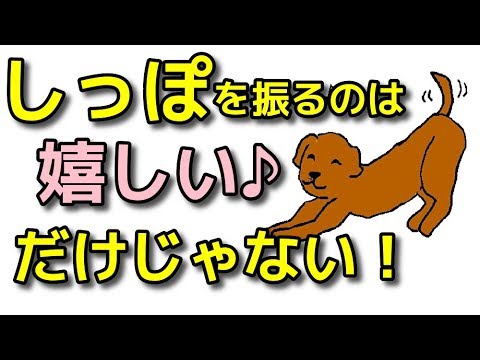 【犬 しつけ】しっぽを振るのは喜んでいると思ってませんか？【犬のしつけ＠横浜】byドッグトレーナー遠藤エマ