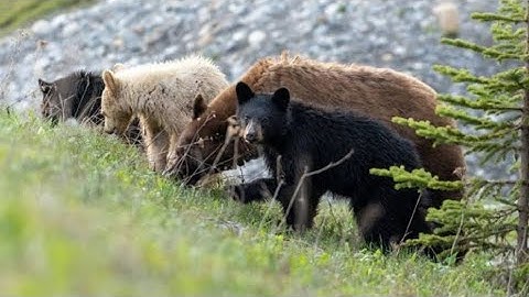 LITTLE CYCLONE:THE STORY OF A GRIZZLY CUB-NINTH STANDARD-SUPPLEMENTARY READER-PART-1-EXPLANATION