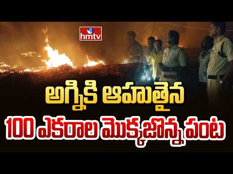 అగ్నికి ఆహుతైన 100 ఎకరాల మొక్కజొన్న పంట | Maize Crop Destroyed in Fire in Mahabubabad Dist | hmtv - HMTVNEWS