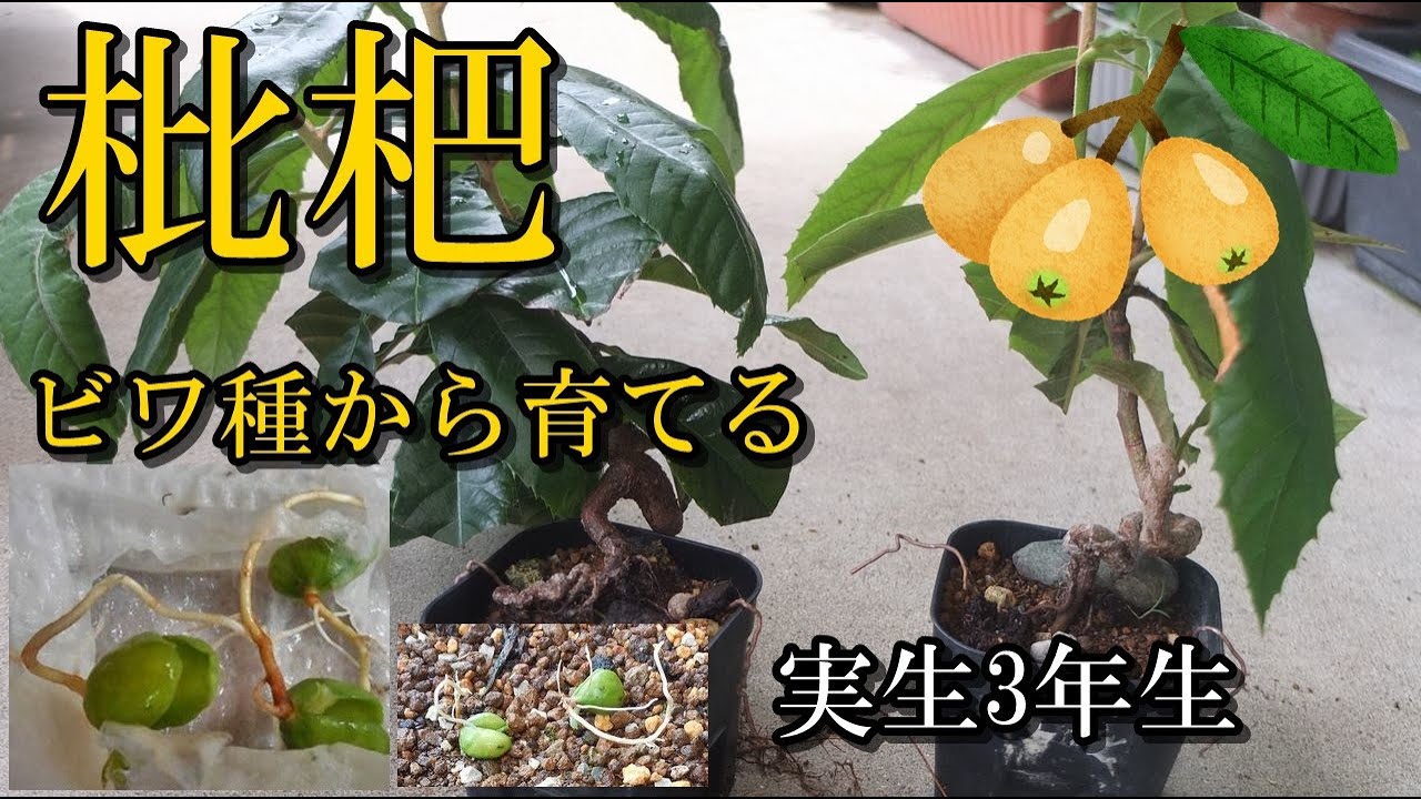 ビワ種から育てる】実生3年生、樹高を低く育てる、植え替え剪定 - YouTube
