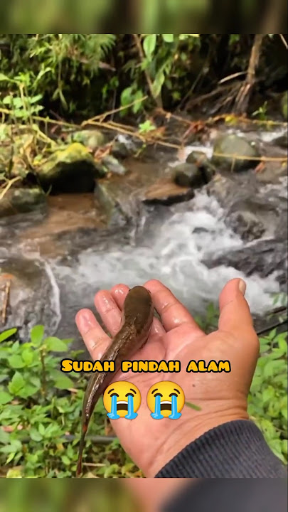 Malah ketemu yang beginian 😭😭 || #channalimbata #petualangan #youtubeshorts