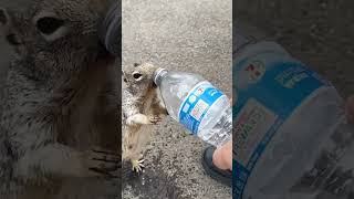 Hikers Help Adorable, Thirsty Squirrel! screenshot 5