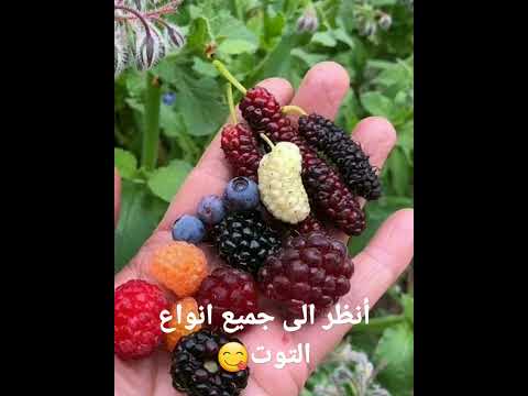 جميع أنواع التوت Video Short YOUTUBE