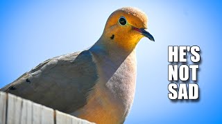 Mourning Dove Facts: their WINGS WHISTLE | Animal Fact Files