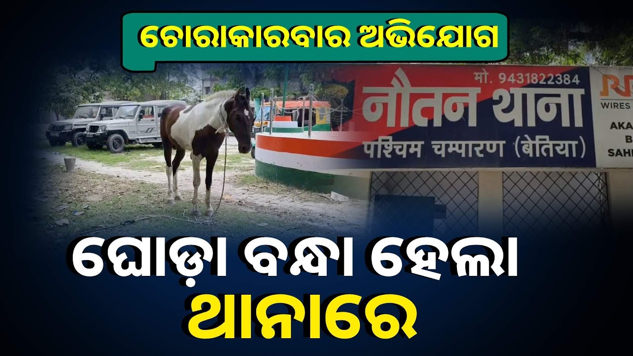 ମଦ ଚୋରା ଚାଲାଣ ଅଭିଯୋଗରେ ଗିରଫ ହୋଇଛି ଘୋଡ଼ା, ମାଲିକ କିଏ ଖୋଜା ଚାଲିଛି