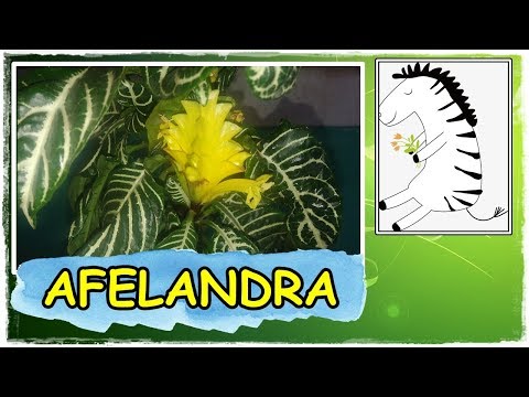 Video: Afelandra Prugasti Listovi