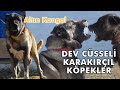 Dev Cüsseli Kara Kafalı Karakırçıl Köpekler-Altın Kangal