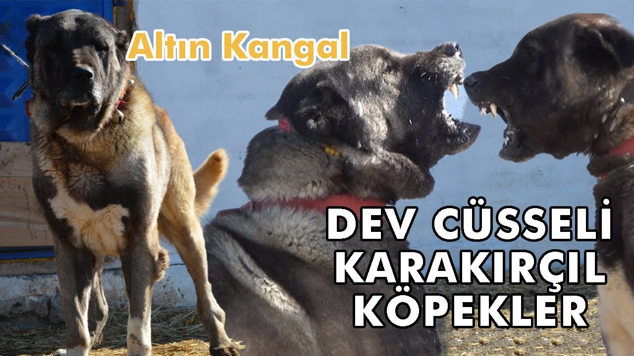 kara köpekler havlarken