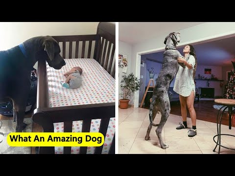 Video: Dogul ia fotografii incredibile