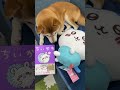 ちいかわ最新刊とUFOキャッチャーの戦利品を見せるも柴犬は当然興味なし！ #shorts