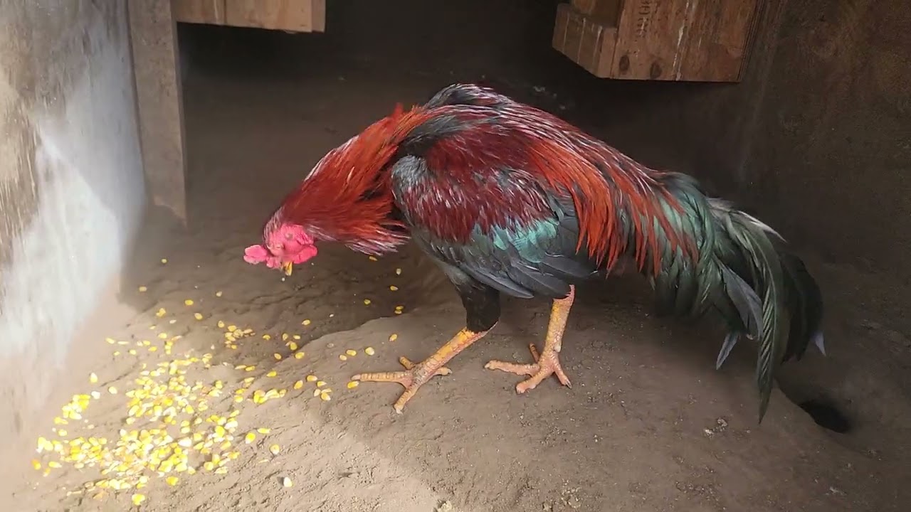 Qaib updated my turtle and lightning son...