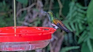 Snowy-bellied Hummingbird Sips Nectar In Panama | August 22, 2026