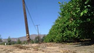 Elite Falconry Kestrel Trapping Bal-Chatri Trap