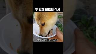 음식을 대하는 극과극 성향의 강아지 #쇼츠 #개 #반려견 #강아지 #진도믹스 #시바견 #먹방