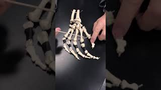 Bones of the Arm with Dr. Masi